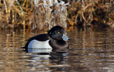 Foto van vorige week toen er nog ijs lag. Ook deze kuifeend dobberde rond in een wak. Hij lag lekker te genieten van het winter zonnetje.