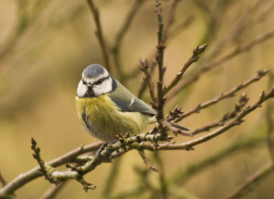 zitten verschillende vogeltjes bij mij achter in een boom