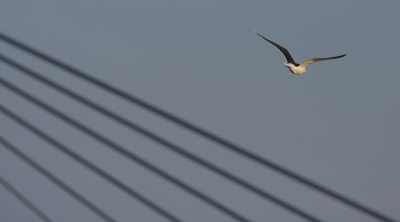 moet je doorgaan met fotograferen bij een van je af vliegende vogel? 
ik denk van wel! het levert soms zeer verrassende beelden op. 
wat vinden jullie?! 

beeld 2 - een Grote Mantelmeeuw. deze vloog heel dichtbij langs. net iets te snel om op te kunnen pikken. in de zoeker verscheen opeens de brug over de ijssel. gewoon door-fotograferen dus! 

groeten
Arno