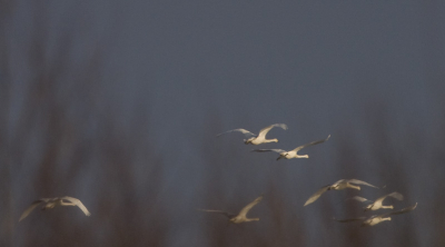 moet je doorgaan met fotograferen bij een van je af vliegende vogel? 
ik denk van wel! het levert soms zeer verrassende beelden op. 
wat vinden jullie?!

beeld 1 - Kleine Zwanen. ze vlogen met hun 7en langs. prachtige serie kunnen maken. heel mooi dichtbij en poepiescherp. maar toen ze achter de rode wilgen verdwenen, werden de kleuren in mijn zoeker zo prachtig dat ik gewoon door-fotografeerde. en eigenlijk vind ik deze foto de mooiste van de hele serie, en het is ook de laatste! 

groeten
Arno