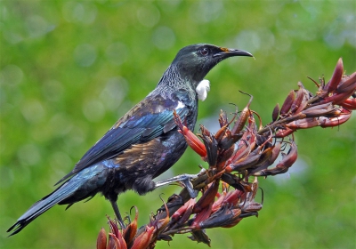 Genomen op een parkeerplaats. Zag nog geen duidelijke foto van een tui op birdpix.