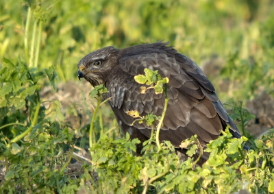 De dag na kerst moesten we in Zeeland zijn en dus hebben we van de gelegenheid gebruik gemaakt om nog een beetje op jacht te gaan. Deze buizerd zat, bleek later, een haas op te peuzelen, maar zo'n pieperveldje maakt een foto over het algemeen niet erg bijzonder. Bij deze zat mijn buizerd netjes vrij, zat in een leuke houding en de plantestengeltjes voor hem vind ik er wel grappig bij.