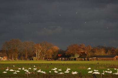 gistermiddag zag ik dat de bewolking gaten ging vertonen en dat de zon er misschien nog wel aan te pas ging komen...op weg naar de Arkemheen bleek dat aardig te kloppen...Ik kwam deze gemengde groep knobbel- en kleine zwanen tegen die met de ganzen erachter en de meeuwen in de lucht voor een gemleerd gezelschap zorgden...de zon en de donkere lucht zorgden voor het verdere decor