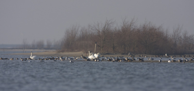 Zoek de 12 verschillende soorten vogels! 
Ik ben heel benieuwd wie ze alle 12 vindt.