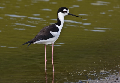 Deze Amerikaanse steltkluut zat vlak bij ons huis, In totaal zaten er 5 stuks in een plasje wat er niet echt mooi schoon uit ziet.
Er liepen ook nog twee groene reigers en een Amerikaanse Kleine zilverreiger plus nog n of ander ruitertje rond.
Dus op een paar meter bijna te veel om te fotograferen.
Maar dit zijn wel de betere plekjes vlak bij Jan-Thiel.
