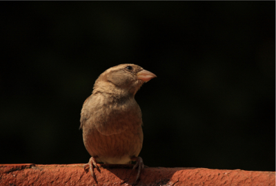een drukte van je welste in de tuin, de drinkschaal is een favoriet object