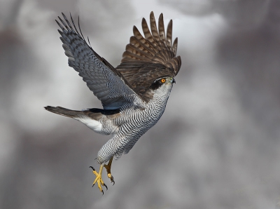 Accipiter gentilis / Havik / Northern Goshawk