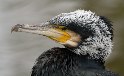 Deze aalscholver bleef er mooi voor zitten, na de foto was ie ook gelijk weer vertrokken. Maar het resultaat mag er zijn vind ik.