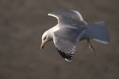 Het prachtige zonlicht en haarscherpe beeld deden met besluiten deze op Birdpix proberen te zetten. De meeuw zweefde door de tegenwind haast bewegingsloos voor me. Het is ook ongeveer m'n eerste beeldvullende meeuwenfoto, die ook gewoon goed scherp is.