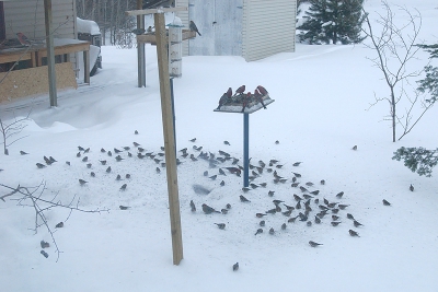 Nog een van de barmsijzen op en onder de voedertafel.
Een beetje drukker deze keer.
De haakbekken zijn ook aanwezig.
Ze hebben al een goede 20 kilo zonnebloemzaad gegeten deze winter.
En de barmsijzen hebben al een kilo of 10 distelzaad gehad.
Foto is niet de beste het was bewolkt en hij is door het raam gemaakt.