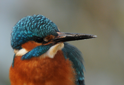 Portretje van een IJsvogel in koudere tijden met het sneeuw op de snavel.
Om de eventuele eentonigheid te doorbreken voor deze uitsnede gekozen.

Groeten, Rob