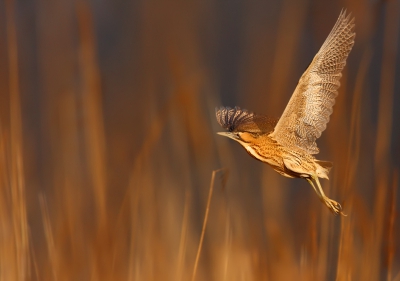 Botaurus stellaris / Roerdomp / Eurasian Bittern