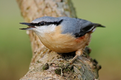Deze boomklever zat bij ons in de tuin en ging mooi op een berkenstammetje zitten.