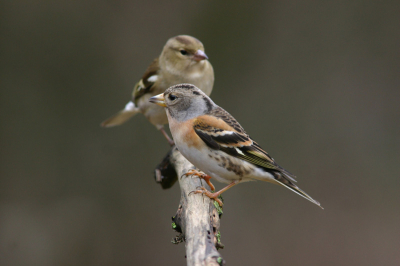 Vanuit Schuiltent, bij mooi licht. Deze twee nichtjes poseren samen voor de lens. Hun kerels zijn minder eensgezind maar wel in de buurt.