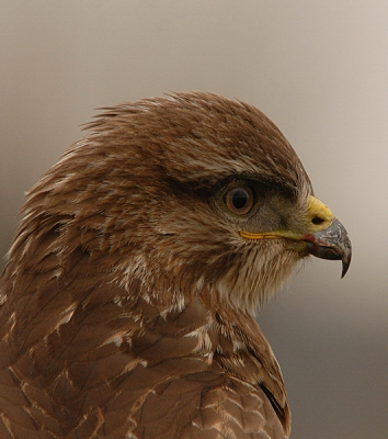 Hier nog even een portret (lichte crop) omdat ik hem hier niet meer vol in beeld kon houden.