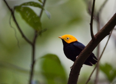 Een kleine twee uur in de bloementuin in stilte gezeten. Af en toe kwam er een vogel voorbij, waaronder deze Goudkopmanakin.