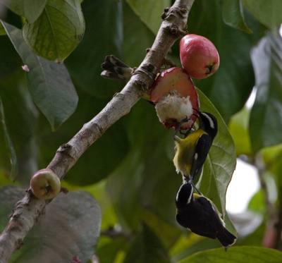 Verschillende vogels kwamen van deze vrucht eten. De Bananaquits kwamen vaak met meerdere tegelijk. Hier een trapeze act. de onderste grijpt zich vast aan de bovenste!