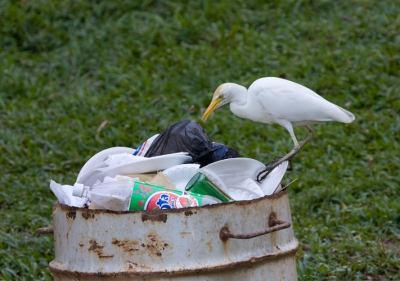 In een park in de stad eet deze koereiger mee van de restanten van een dag met veel bezoekers.