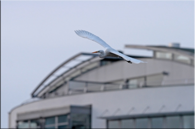 Sinds vorige week "logeert" er een Zilverreiger bij de Emiclaervijver in Amersfoort-Noord (op loopafstand van mijn huis). Redelijk uniek om deze vogel in een stad waar te nemen.