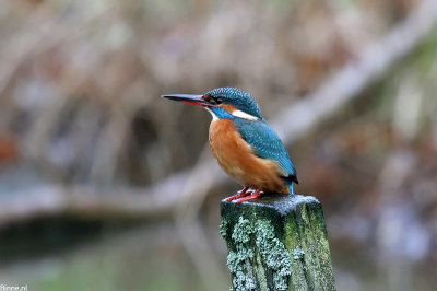 Mijn mooiste ijsvogelfoto, die inmiddels op een canvasdoek van 60x80 staat.