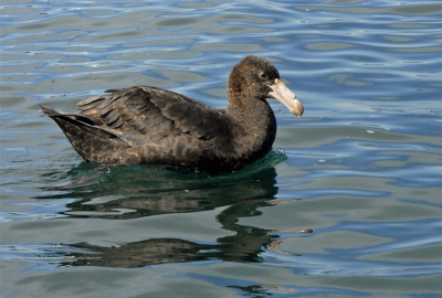 Genomen vanaf een kleine boot bij rustig weer. Er waren veel soorten vogels waaronder diverse albatrossen.