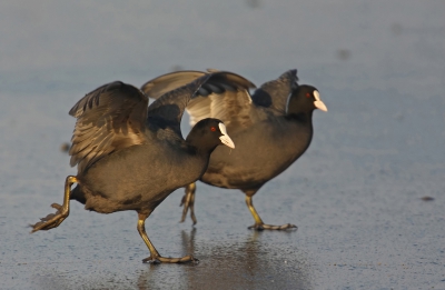 Dansen op het ijs, dat was het motto van deze twee Meerkoetjes. Na enig oefen werk ging het prima.