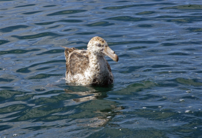 Dit is de vogel waarvan ik mij afvraag of het de noordelijke is. Op boot genomen bij rustig weer.
