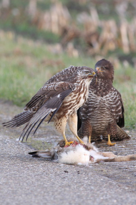 Bij een geluk trof ik deze 2 buizerds aan bij een aangereden haas. Het was een adult en een juveniel, de jonge buizerd bleef op gepaste afstand en zat te zeuren om een hapje. Vanuit de auto kon ik het stel goed benaderen wat deze foto opleverde.