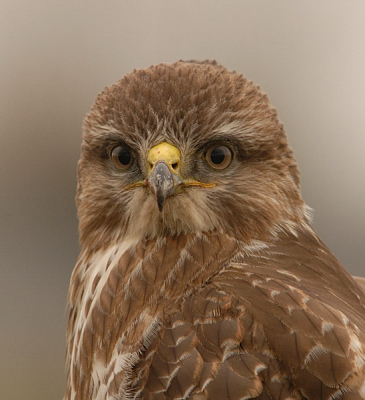 Nog even een portretje van "ons aller" Deventerse buizerd.