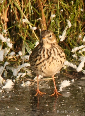 eerste keer experimenteren met mijn nieuwe sigma 150-500 lens was op zoek naar een buizerd en kwam deze vogel tegen op het ijs in een slootje. Denk dat het een graspieper is maar ben er niet zeker van.