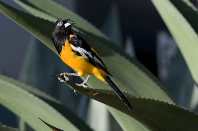 Dit is de Oranje Troepiaal, de Gele had ik al eerder geplaatst.
Ook deze komt regelmatig langs om te kijken of er nog wat te halen valt.
Door het sterke zon licht is het contrast redelijk groot, maar het blijven mooie vogels.