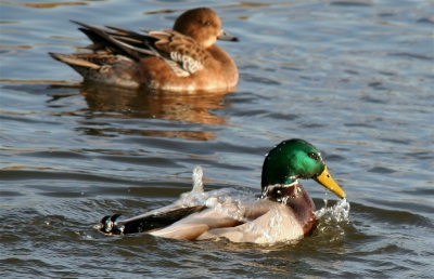 Bij deze de foto met wel de eenden in beeld. sorry hiervoor . Heb deze foto gemaakt in een grote watering vlak bij mijn huis ben nog erg aan het zoeken naar de juiste instellingen enz. Was daarom erg in mijn nopjes met het plaatje