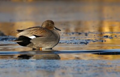 Hier nog een foto van de ijs periode van onlangs.
Deze krakeend zat lekker van de zon te genieten in een wak.