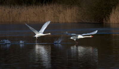 Ik was eigenlijk op zoek naar wat aalscholvers, maar toen ik na de waterkant liep zagen deze zwanen mij en gingen ze er vandoor.
de belichting vind ik erg mooi  op de zwanen,vandaar dat ik deze foto plaats