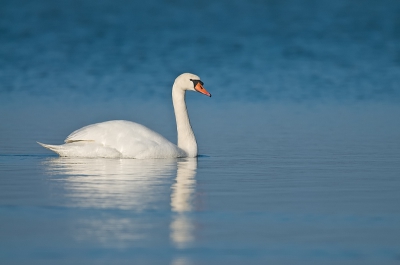 Na een drukke week op het werk is er niets mooier dan in een hutje te zitten met de wind in het riet,zingende vogeltjes om je heen.
Lekker warm ingepakt tegen de vrieskou.
En dan komt er een zwaan heel zachtjes,majesteus langsdobberen.
Heerlijk toch.