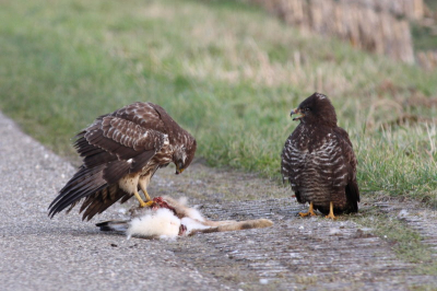 Een vervolg op mijn eerste foto, hier is wat beter te zien hoe de jonge buizerd aan het bedelen is om een stukje aangereden wild. De oude vogel lijkt er weinig op uit te doen.