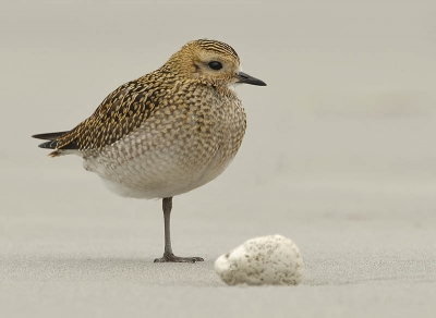 Nog maar een Goudplevier van vorig jaar Helgoland. 

D70+ 500mm/4.0 AF f8.0
