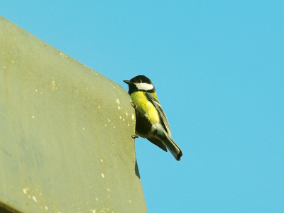 deze koolmees kwam even om een hoekje kijken op het dak van men buren op, een mooie heldere ochtend