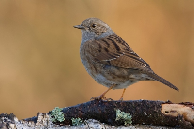 Nog een heggemus van m'n voertafelproject. Een schuw vogeltje dat liever onder de tafel blijft lopen als er bovenop. Maar heel af en toe kwam hij toch even kijken.