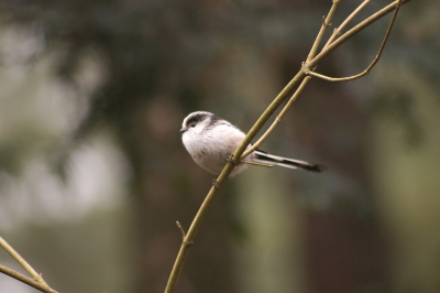 volop vogels in het bos bij een Vakantiepark in beekbergen