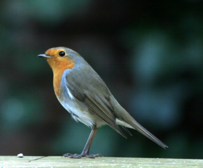 Dit roodborstje komt (nog0 dagelijks in onze tuin en ik kon hem/haar dit keer fotograferen.