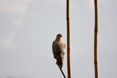 Door de afstand en de positie van deze Savanna-Buizerd zocht ik naar een aparte compositie. Vond zelf deze wel apart.