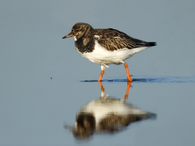 Foeragerend door het ijskoude water. zag ik meerdere exemplaren. Hebben zij geen last van het ijskoude water?