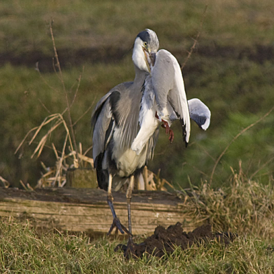 Deze vogel kreeg zijn te grote lunch maar niet weg!