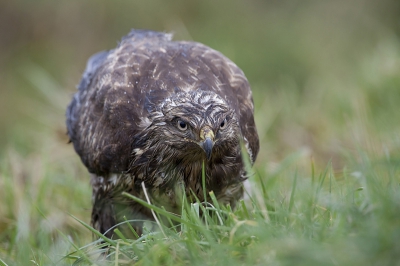 Deze buizerd zat in de regen lekker een karkas van een zwaan leeg te peuzelen. Ik kon het niet laten om even op de buik te gaan voor dit heerschap en deze opname te maken ...