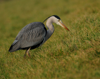 na me werk vanmiddag nog even een klein stukje wezen fietsen, zag ik in eens deze reiger tegen schuine kant van de dijk in de jacht houding staan, wat hij zag ben ik niet achter gekomen.