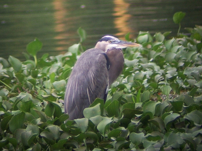 <i class='fa fa-user'></i> GARRY | Amerikaanse Blauwe Reiger  <i class='fa fa-eye'> 346</i>   <i class='fa fa-comment-o'> 0</i>