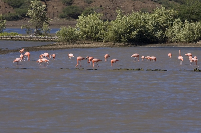 Zo leven de Caribische flamingo's op Curacao, je moet er wel geluk mee hebben om ze iets meer bij de weg te hebben, zodat je mooie foto's kan maken.

Maar zoals bij ons bleven ze vrij ver weg zitten.