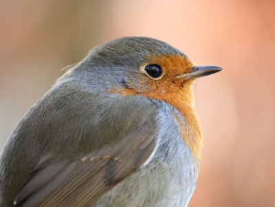 De Roodborst zat op zijn gemak en  kon ik erg dichtbij komen. Vandaar dit portret.