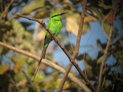 Wandelingetje in de woodlands op de south-bank leverde dit praaltje op. Tijdens onze trip alleen White-fronted bee-eater 'gemist'.